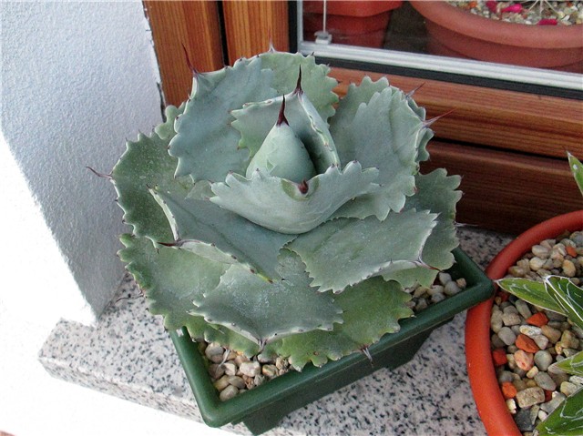 Agave isthmensis